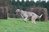 IRISH WOLFHOUND 320